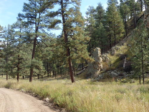 GDMBR: Heading north on NF-28, La Jolla Canyon, Gila NF, NM.